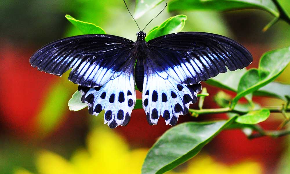 blue-mormon-maharashtra-butterfly