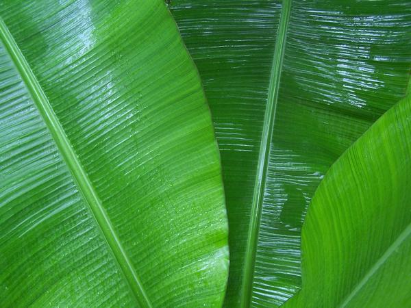 Banana-tree-leaves