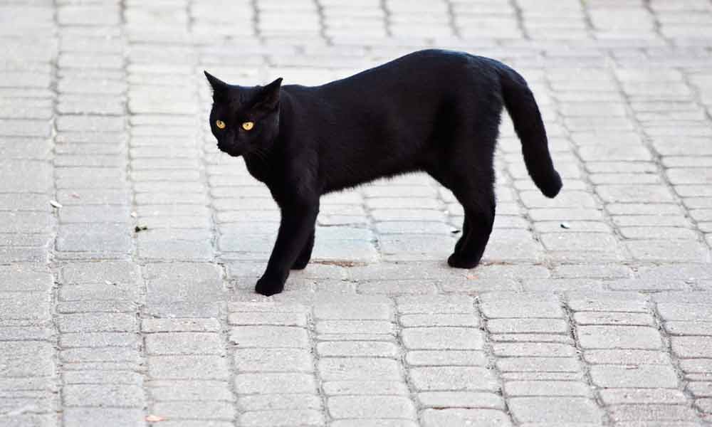black cat crossing the road