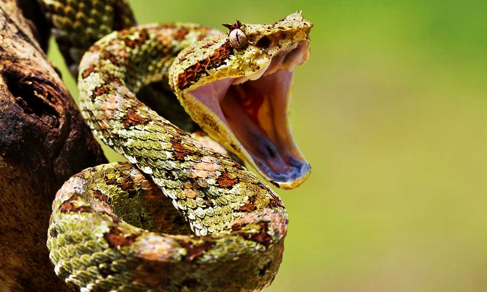 mouth-open-snake