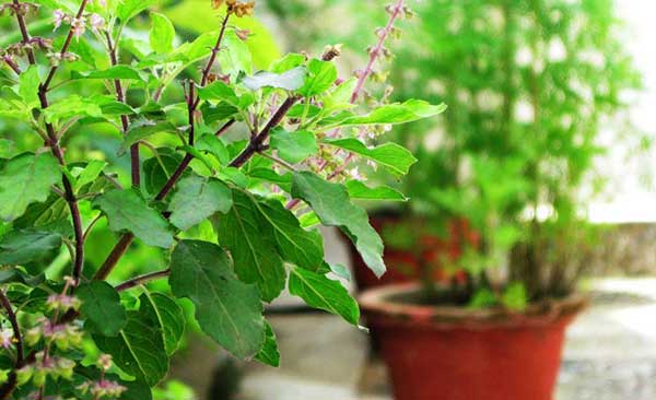 tulsi