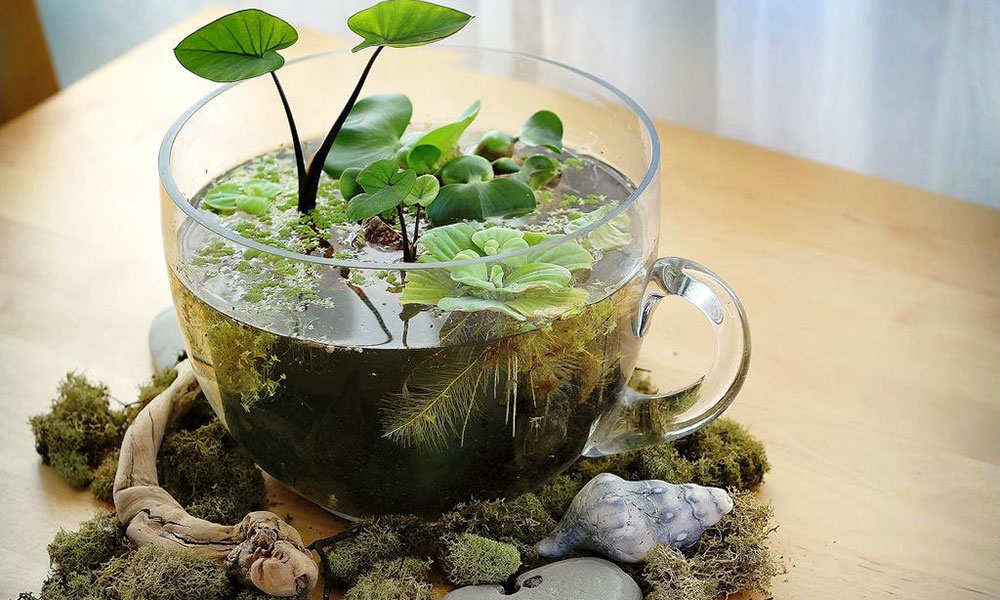 बागवानी के तरीके