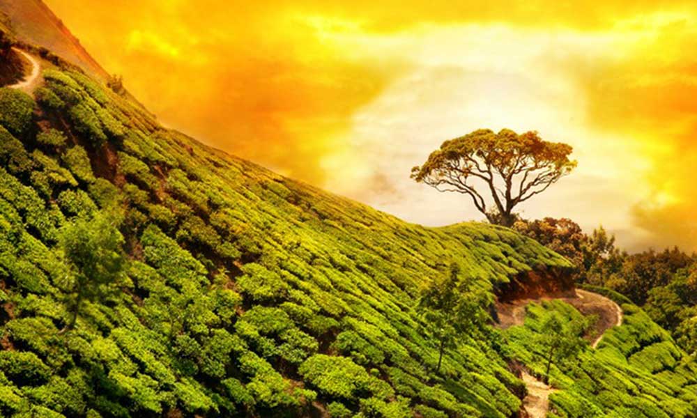 केरला की धरती