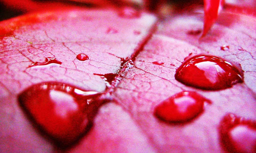 खूनी बारिश