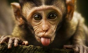 फनी तसवीरें