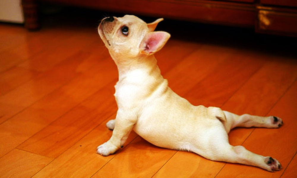 जानवरों के योगासन