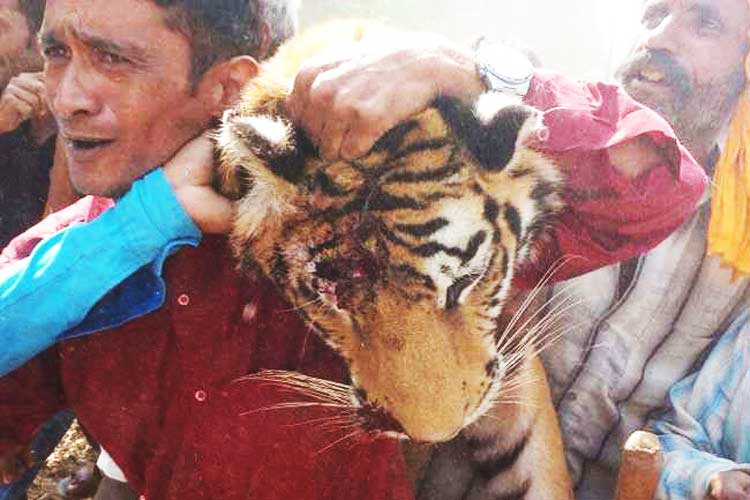 आदमखोर बाघिन