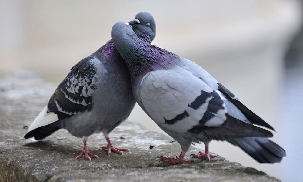 सानिया मिर्ज़ा शोएब मलिक