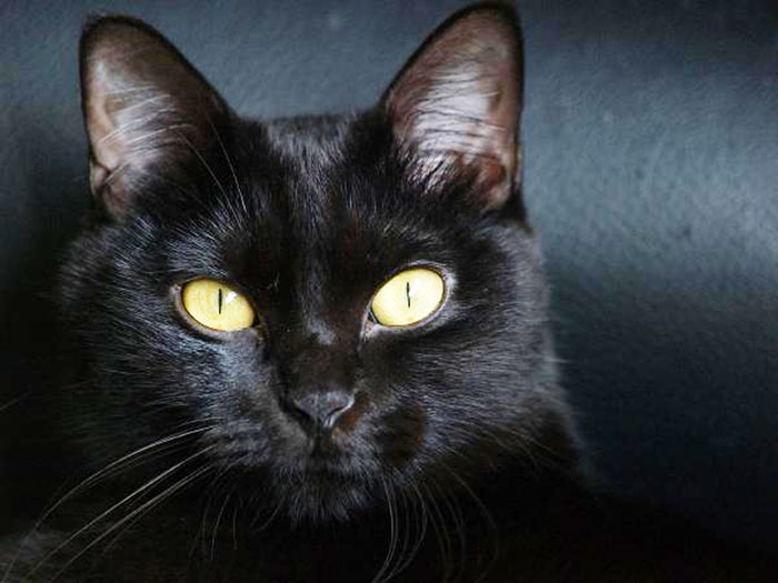 कैट पुलिस