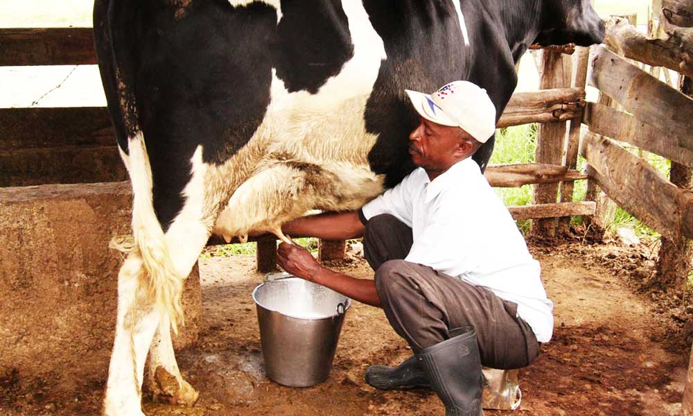 गाय का दूध