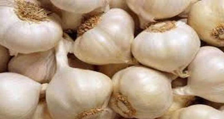 garlic1