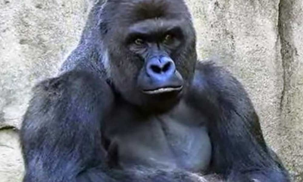 जानवरों का गुस्सा