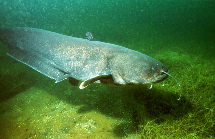 खतरनाक मछलियाँ