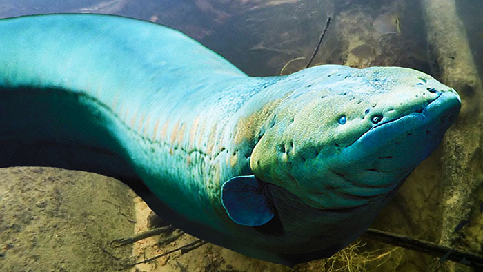 खतरनाक मछलियाँ