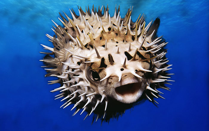 खतरनाक मछलियाँ