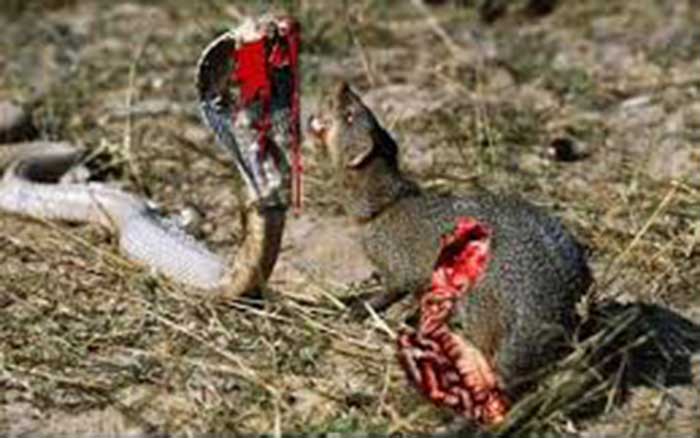 खेल जिसमें पशु हिंसा होती है