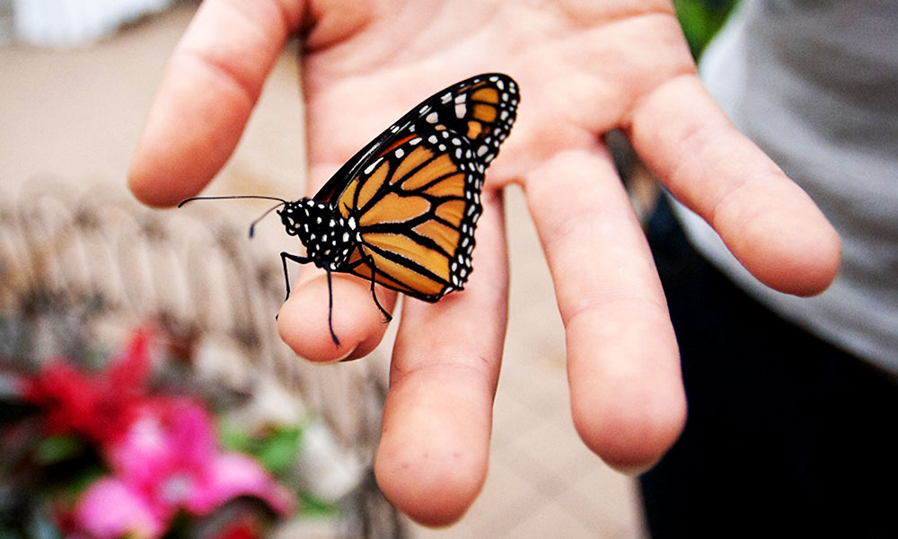 अजीबो-गरीब डिग्रियाँ