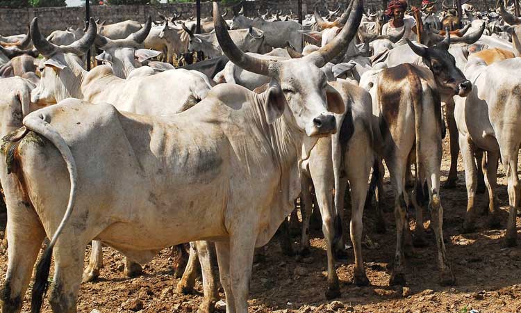 गौरक्षा