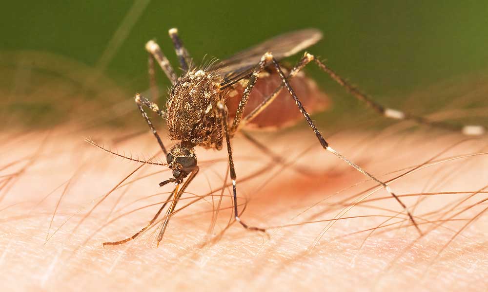 मच्छरों को भगाने के घरेलु उपाय