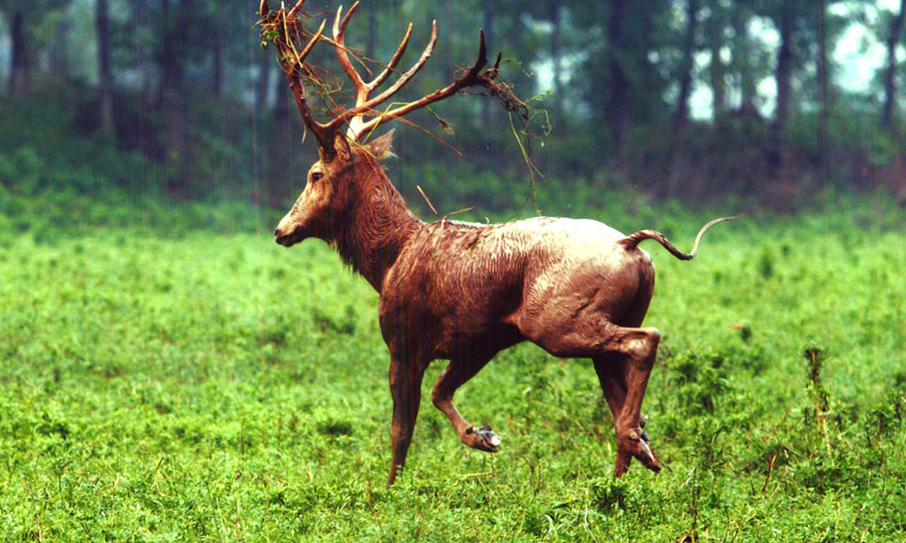 यूनिक प्रजातियों के जानवरों की तसवीरें