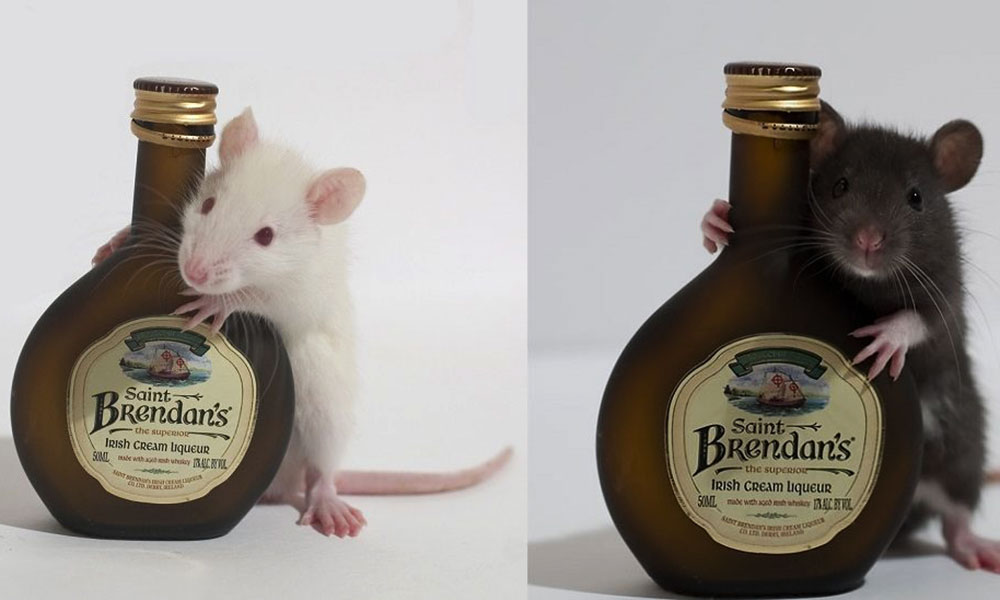 चूहे शराब पी गए