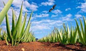 एलोवेरा का बिजनेस