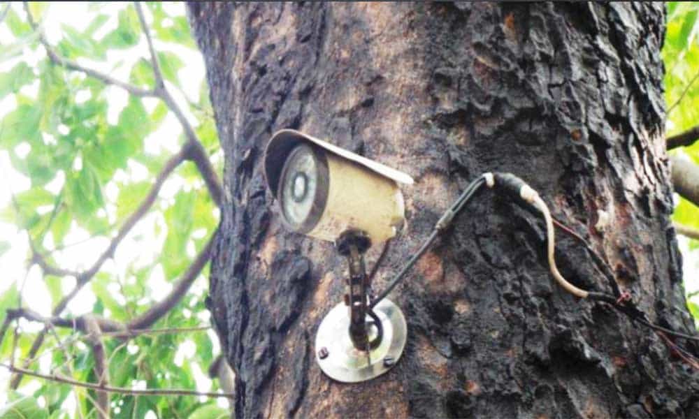 पेड़ों पर CCTV कैमरे