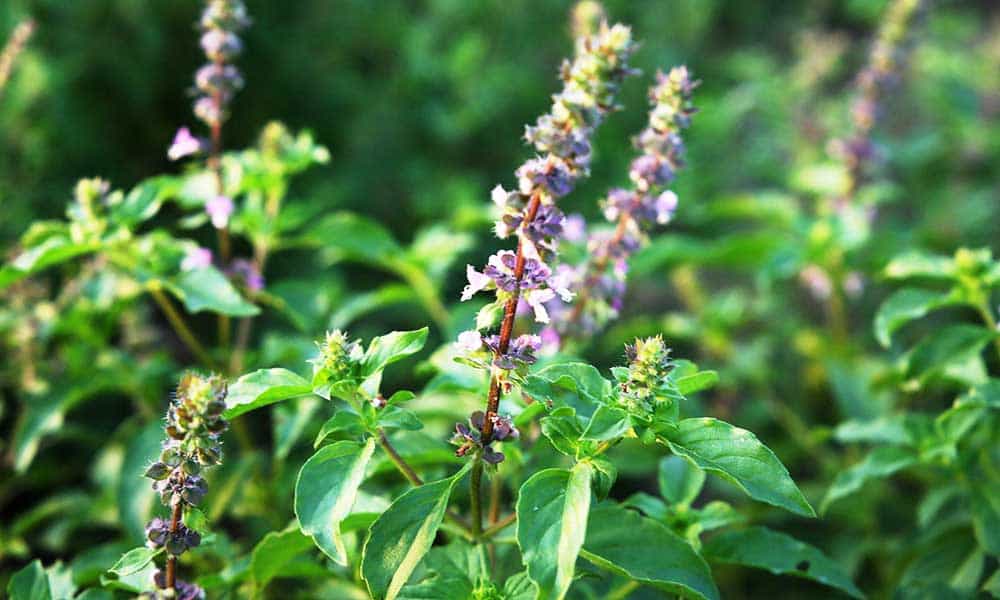 बुखार का घरेलु उपाय