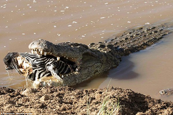 सबसे खतरनाक जानवर