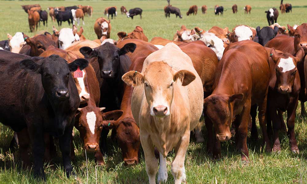 गाय में HIV से लड़ने की क्षमता