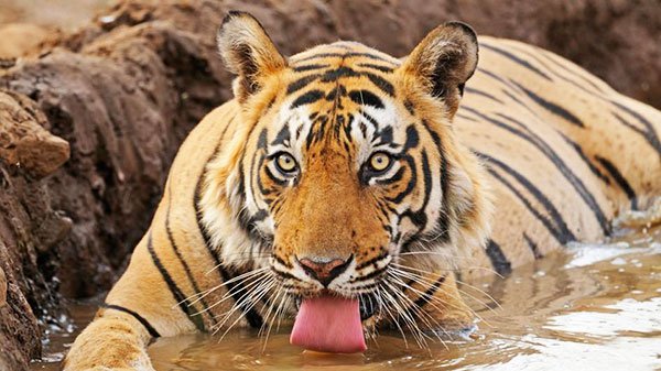 सबसे खतरनाक जानवर