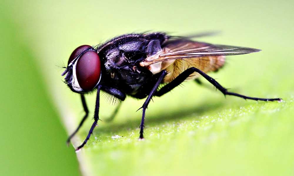 चूहे मच्छर छिपकली कॉकरोच खटमल भागने के घरेलु उपाय