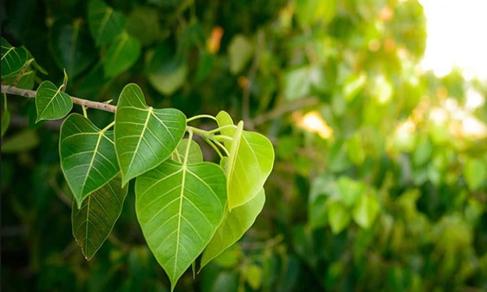 पीपल के पत्ते