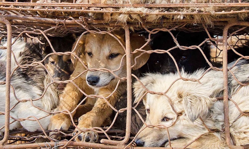 यूलीन डॉग मीट फेस्टिवल