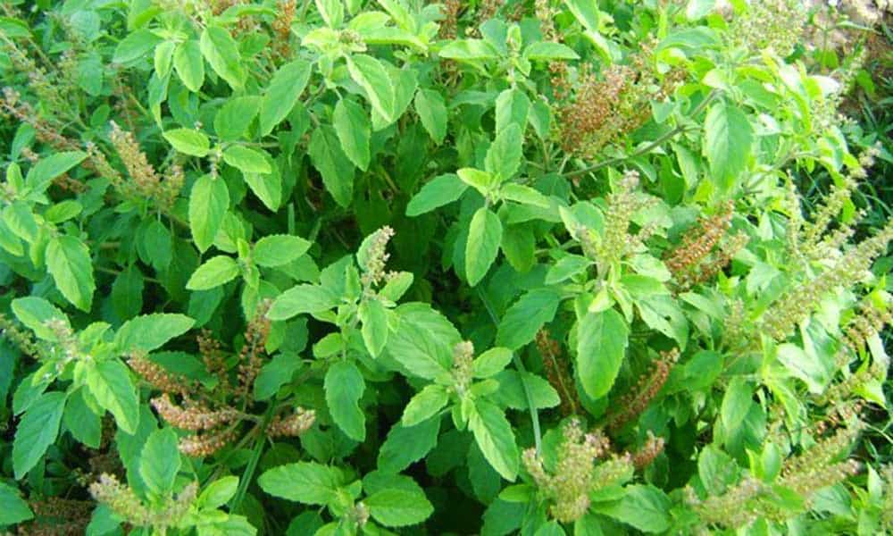 तुलसी की पत्तियाँ