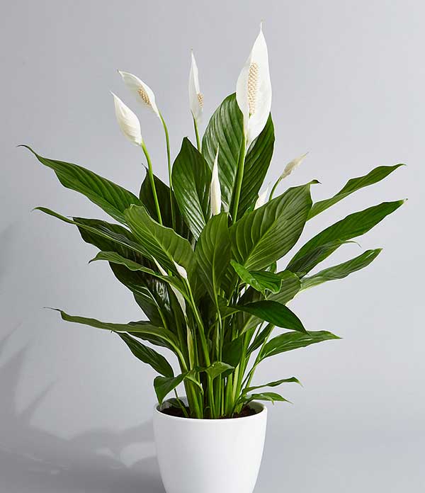 पौधे जो अस्थमा के रोगियों के लिए फायदेमंद है