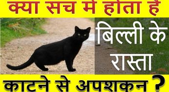क्या सच में अशुभ होता है बिल्ली का रास्ता काटना? जानिए पूरी सच्चाई