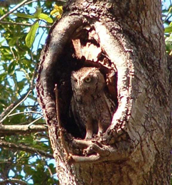 उल्लू की समझदारी