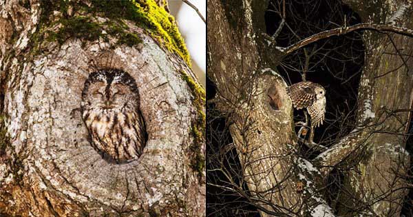 उल्लू की समझदारी