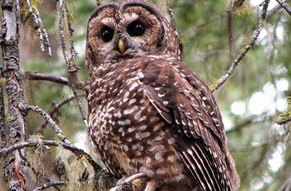 उल्लू की समझदारी