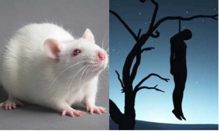 चूहे की मौत