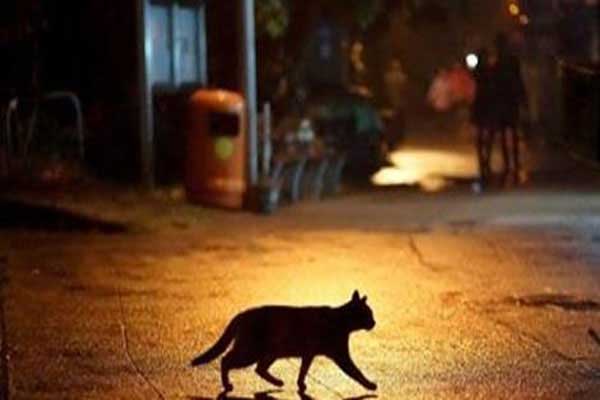 बच्चे की हुई कुतिया से शादी