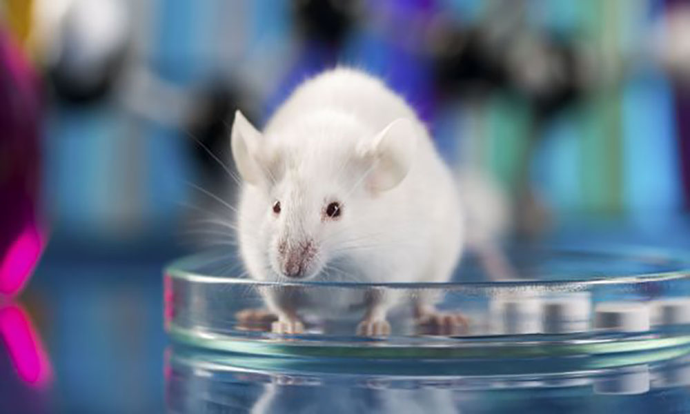 वैज्ञानिक प्रयोगो के लिए चूहों का इस्तेमाल