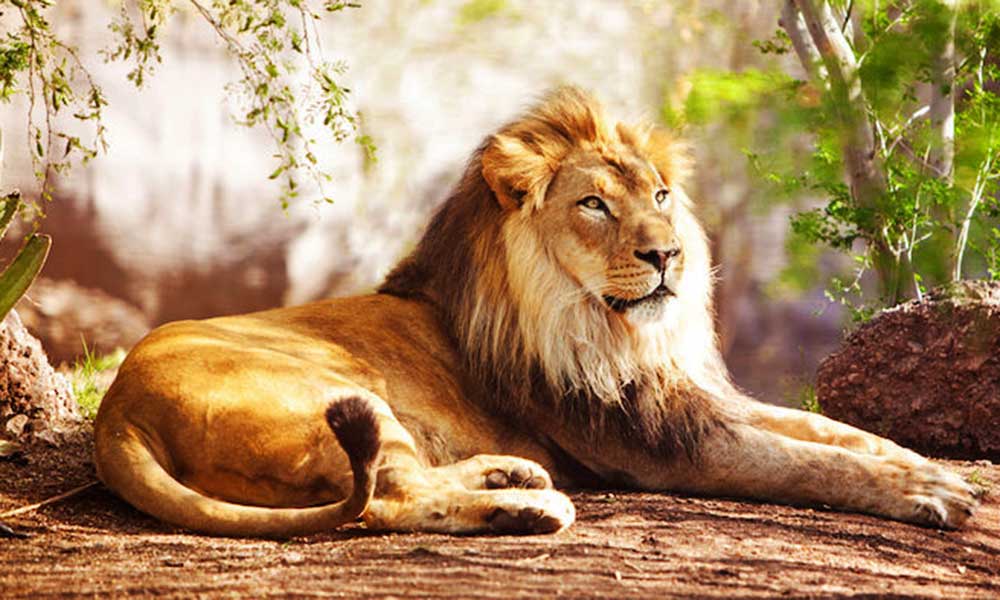 लड़की जो शेर के साथ सोती है