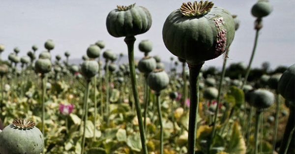 आतंकी की कमाई