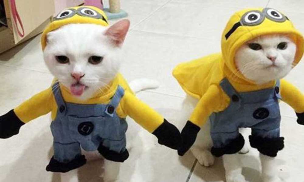 फनी कैट्स