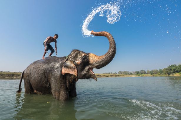डूबते आदमी को हाथी ने बचाया