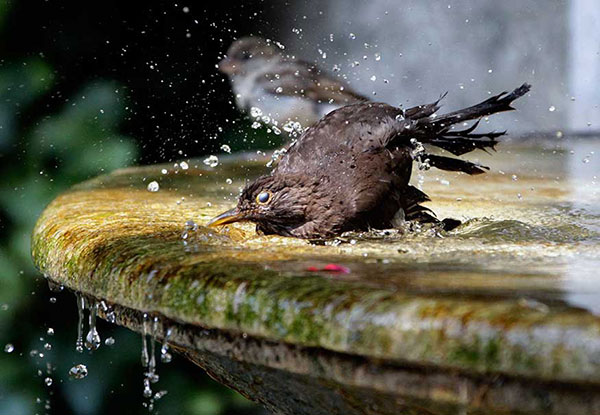 गर्मी में जानवर