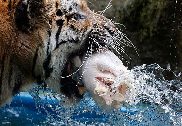 गर्मी में जानवर