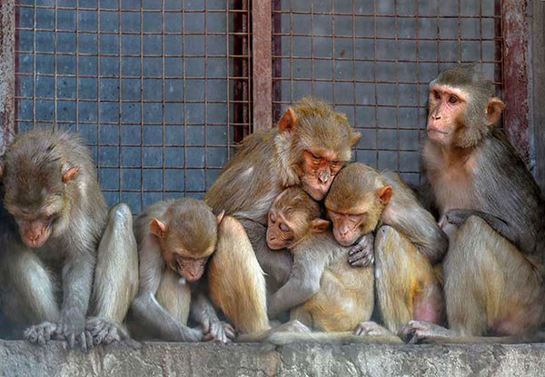 गर्मी में जानवर